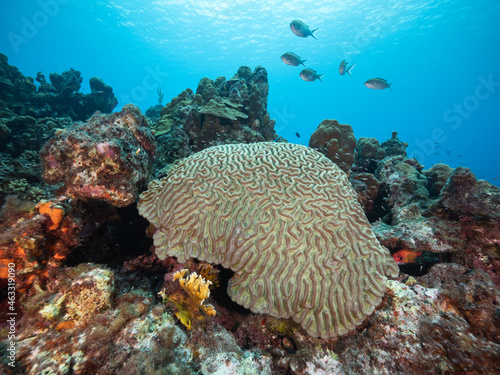 brain coral with fish overhead