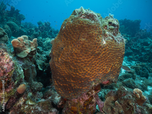 great star coral on healthy reef
