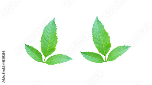 Three leaves, isolated on a white background for illustration or other design (With Clipping Path)