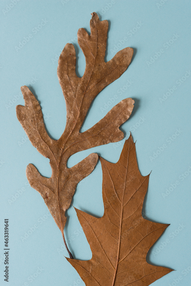autumn oak leaves on a blue background
