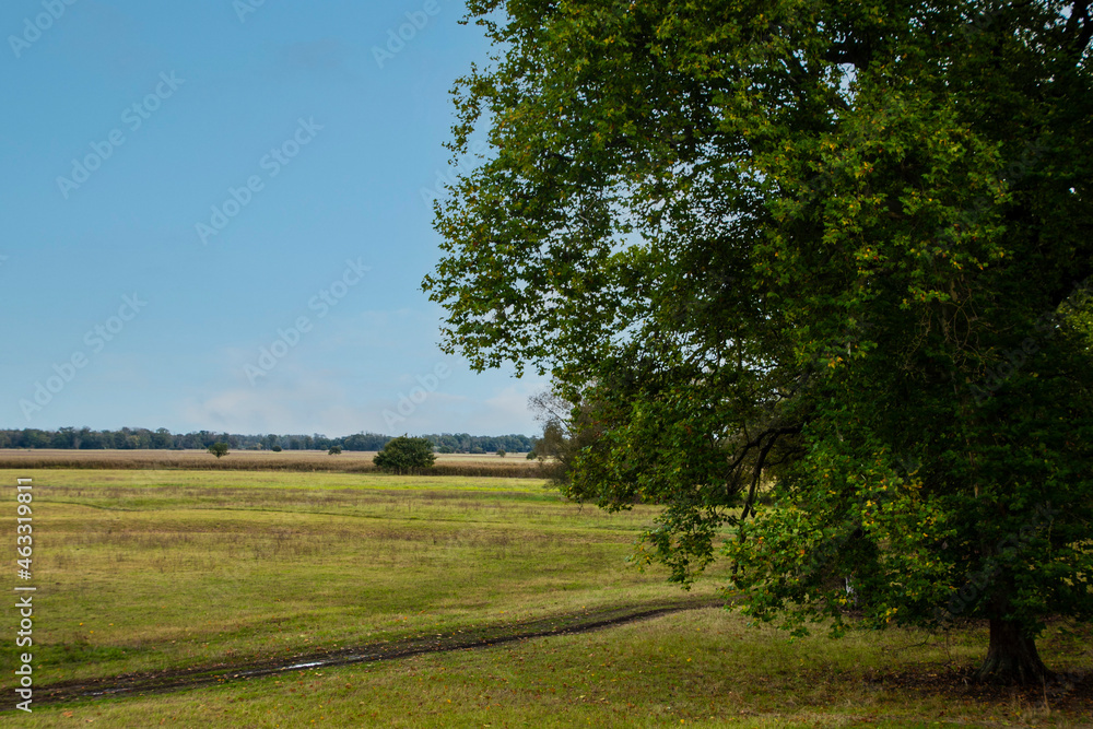 Dutch summer landscape with tree, green grass and cloudy blue s