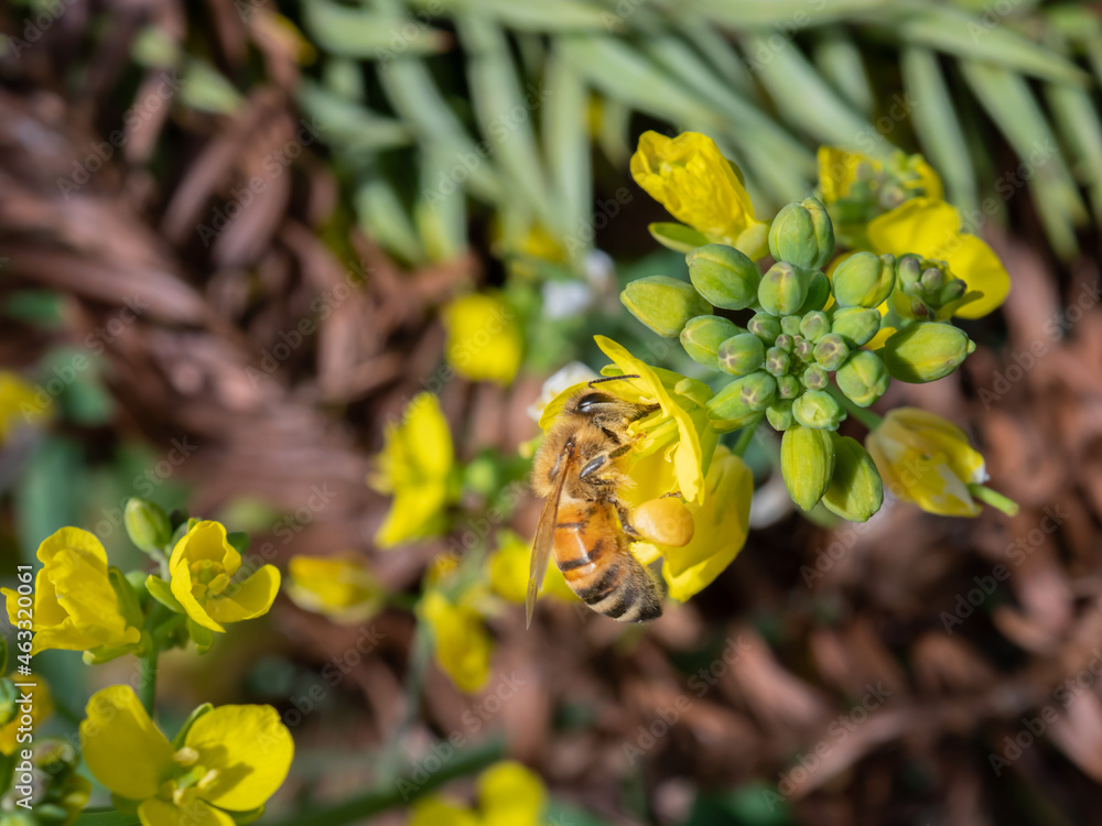 Obraz premium 菜の花の花粉を集める蜜蜂1