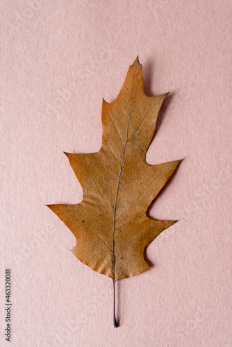 autumn oak leaf isolated on brown construction paper