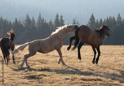 Wild Horse Mustang Stallions kicking and biting each other while fighting in the Pryor Mountain Wild Horse Range in Montana in the United States