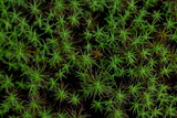 Star Shaped Moss Texture