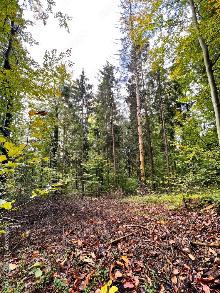 Obraz premium Forest in Poland