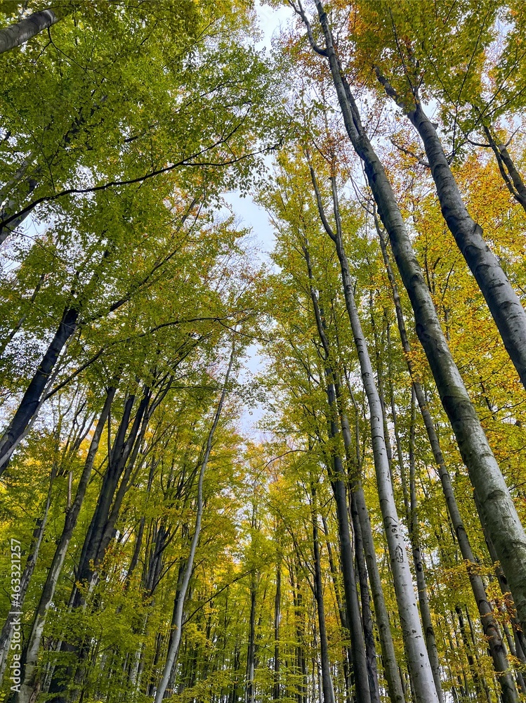 Fototapeta premium Forest in Poland