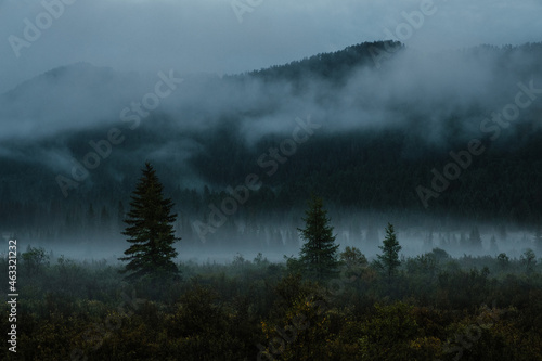 Evening landscape with fog, mountains and conifers © irimeiff