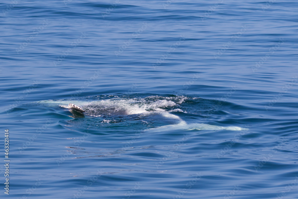 Humpback Calf relaxing in calm water Humpback Calf relaxing in calm water