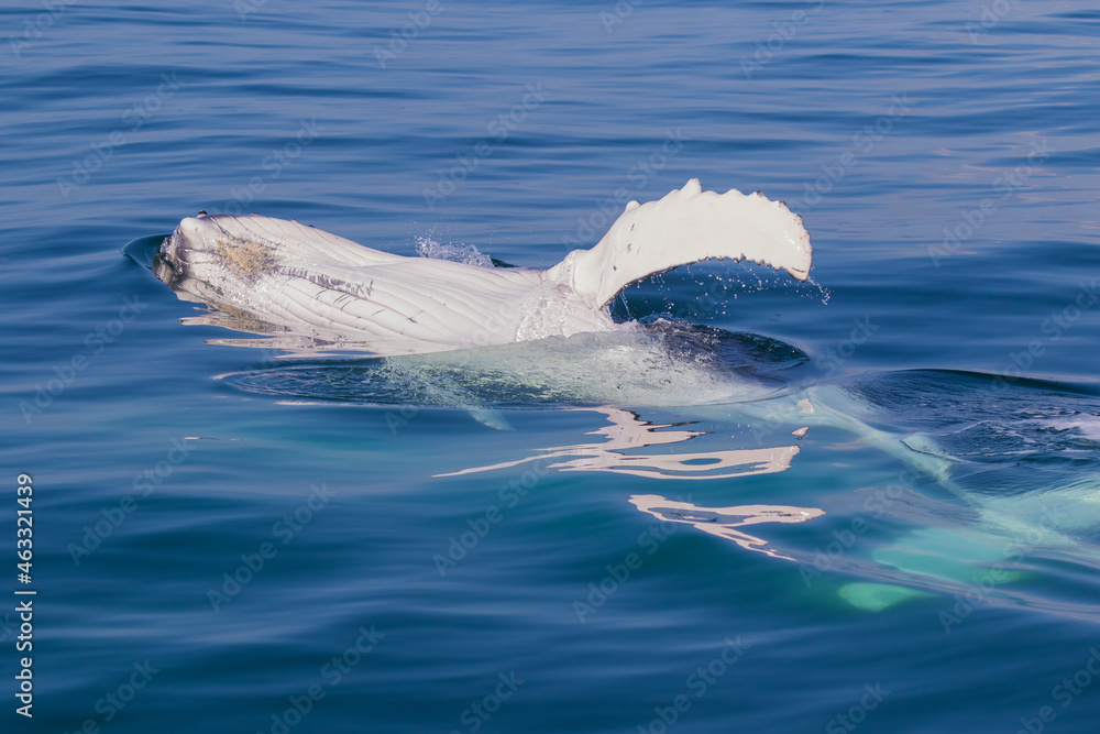 Naklejka premium Humpback Calf relaxing in calm water