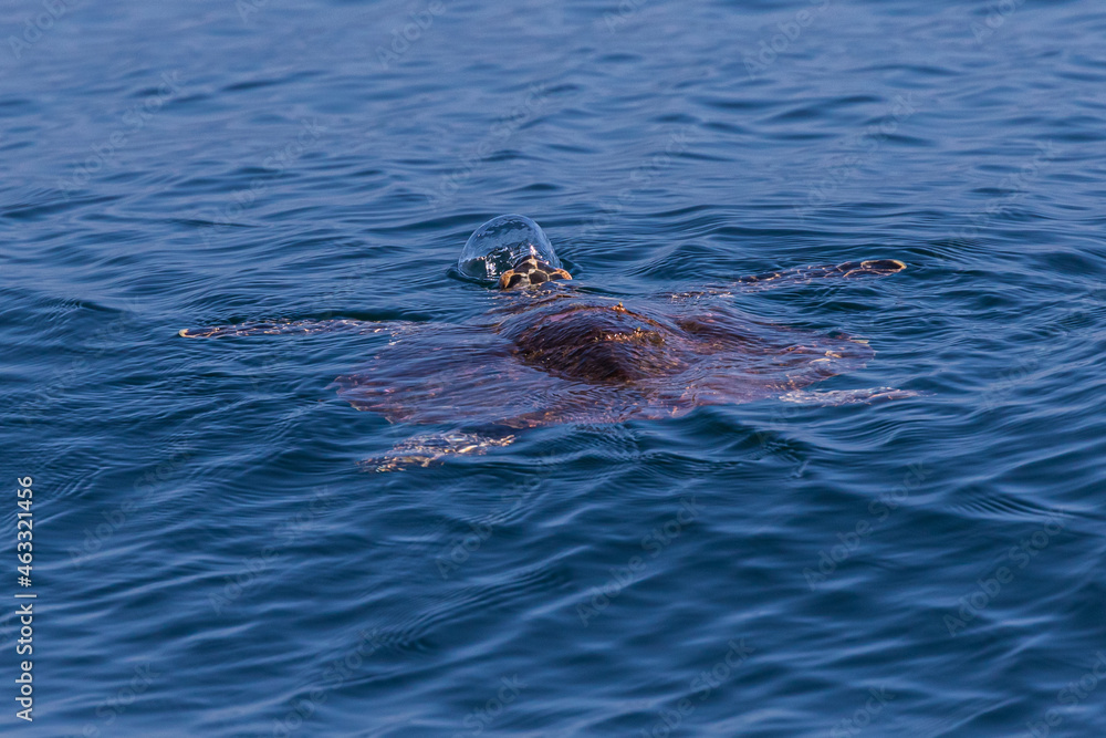 Obraz premium Hawksbill Turtle in a green ocean