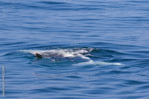 Humpback Calf relaxing in calm water © Sally Hinton