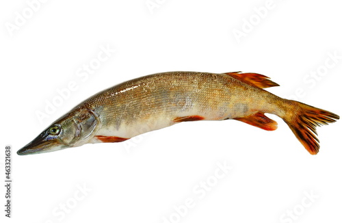 Common pike (Esox lucius) on a white background. Other names: northern pike, luce, pickerel, chain pickerel, inuscallonge, green pike, jack.