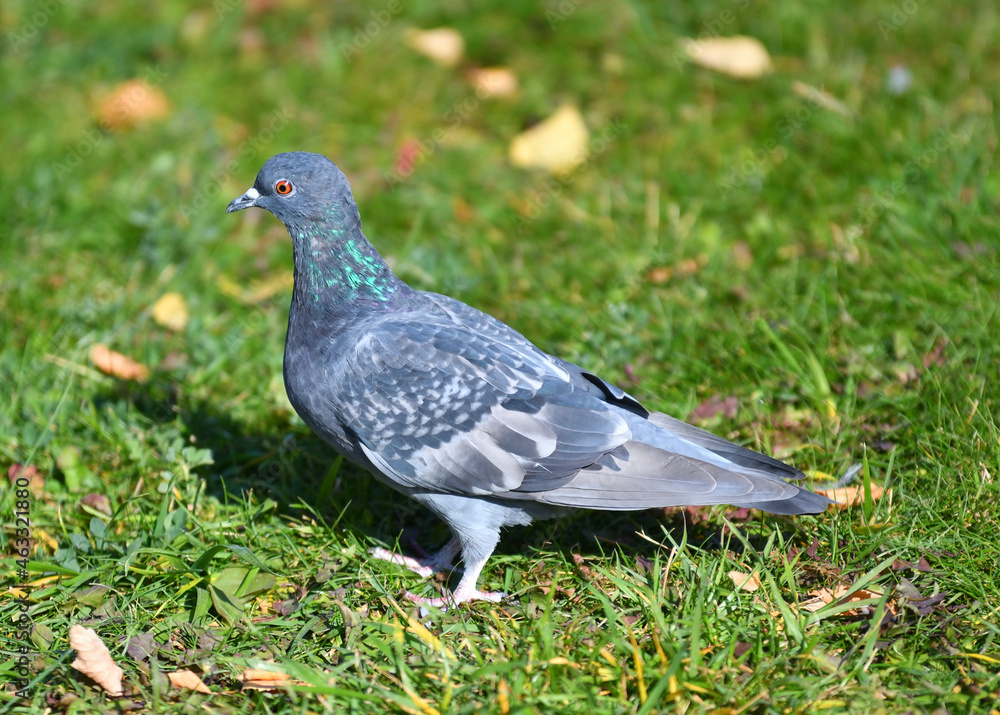 Turtledove or Stone Pigeon, an ordinary pigeon (Latin. Columba livia) in an autumn park Turtledove or Stone Pigeon, an ordinary pigeon (Latin. Columba livia) in an autumn park
