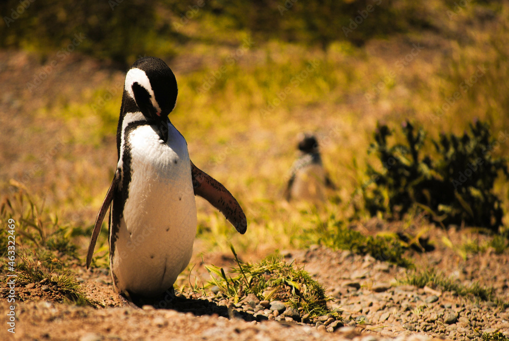 Naklejka premium Spheniscus magellanicus