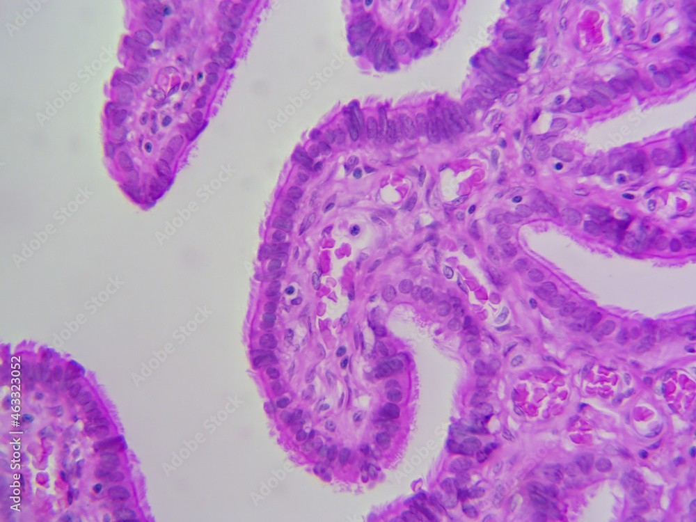Histology microscope image of ciliated simple columnar epithelial of uterine fallopian tube (400x)