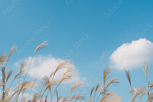 Autumn reed at Banpo Han river park in Seoul  Korea