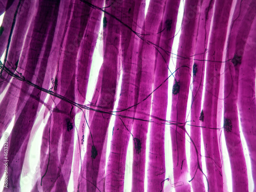 Histology microscope image of motor unit synapse of muscle fibers (100x) photo