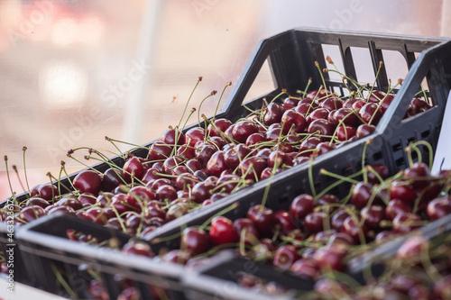 Sweet cherries, fresh and red, for sale on a market in Belgrade, Serbia piled on a stall in a pijaca. These are among the most traditional fruits of Europe in Summer, also called prunus avium photo