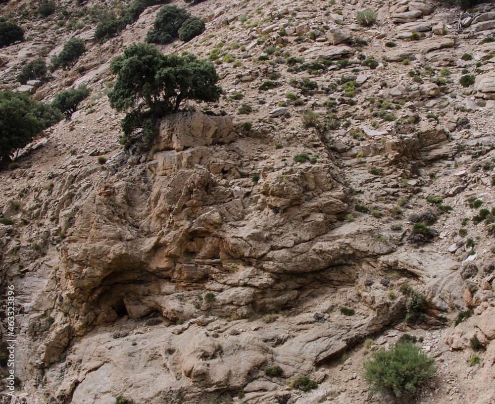 the surviving plants even on a rock in the high mountains in Morocco (high atlas)