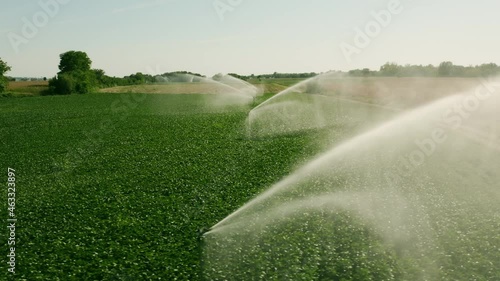 Countryside farm's automatic irrigation system watering green soybean field growing during sunny summer day close to a yellow dry corn plantation. Zenith top view from drone,  Aerial zoom in shot