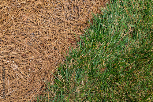 Close view of grassy area alongside an area mulched with pine straw, diagonal through frame, horizontal aspect