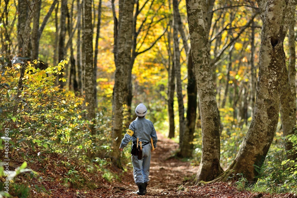 Fototapeta premium 森林保護パトロールの男性