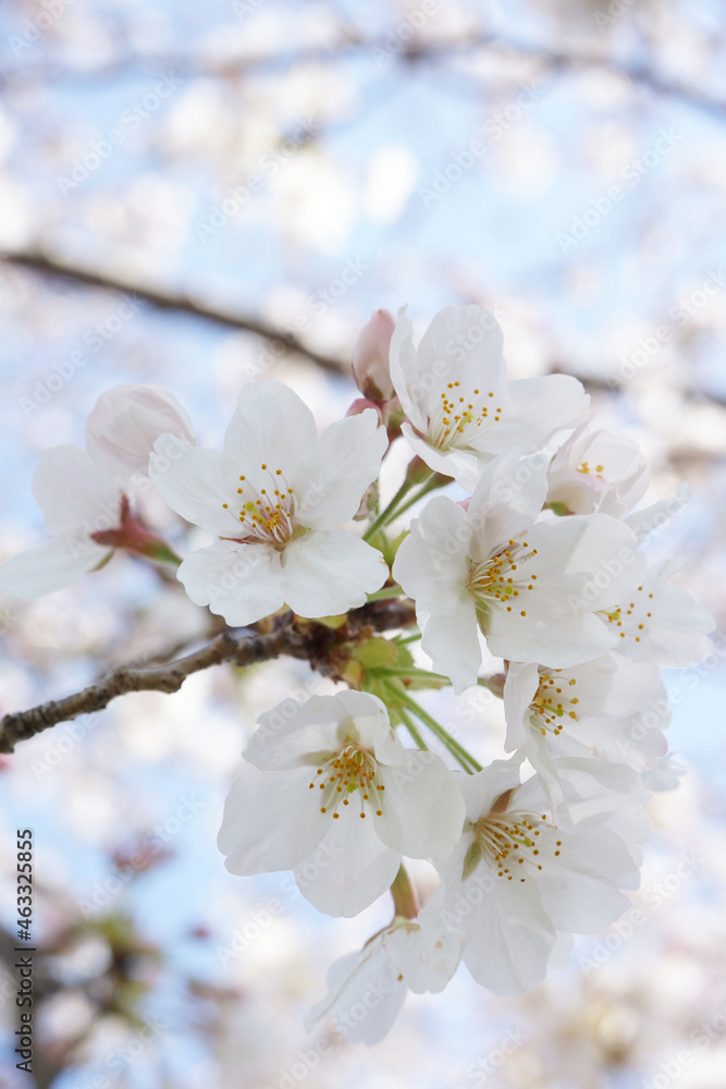 桜の花 桜の花