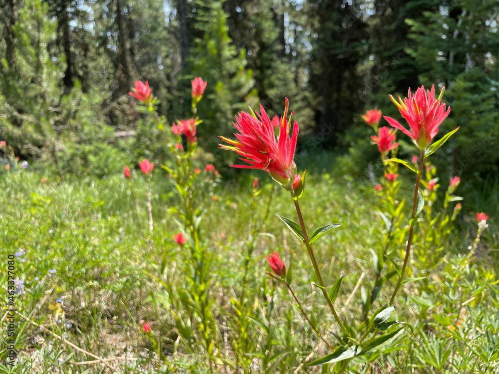 Grand Teton National Park Red Paintbrush Plant