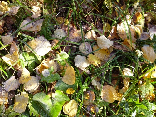 霜のついた落ち葉　10月