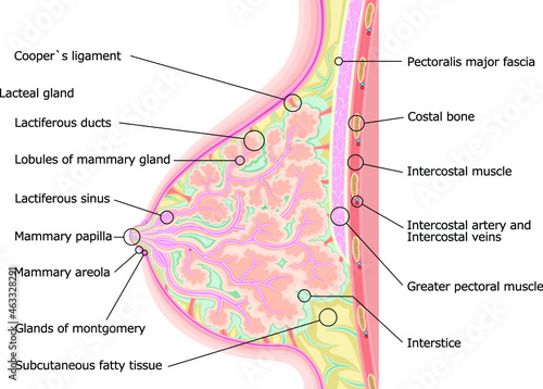 乳房　構造　イラスト　英語