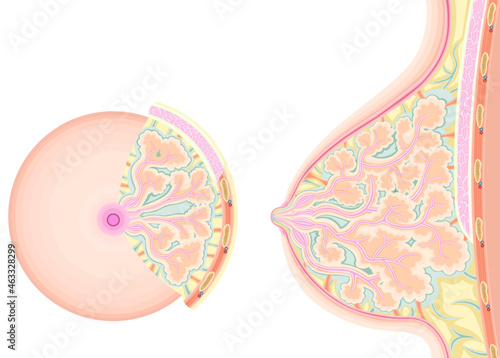 乳房　構造　イラスト