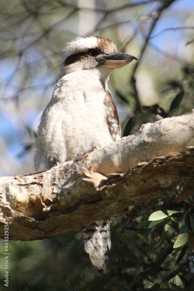 Kookaburra in a Gum Tree Kookaburra in a Gum Tree