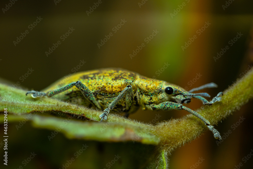 The snout beetle or gold dust beetle (Hypomeces squamosus) the main pest of vegetable crops in Southeast Asia rests on green leaves The snout beetle or gold dust beetle (Hypomeces squamosus) the main pest of vegetable crops in Southeast Asia rests on green leaves