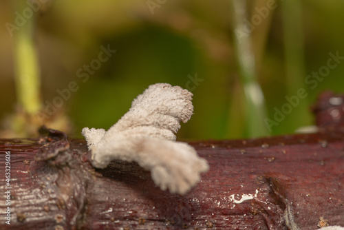 Bitter mushrooms growing on cassava stems