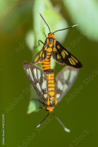 Clearwing Butterflies (Moths) Moths Mating Morning Flying Moths