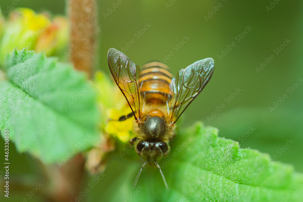 honey-producing wasps. the bee wasp looking for nectar in the flower in the morning honey-producing wasps. the bee wasp looking for nectar in the flower in the morning