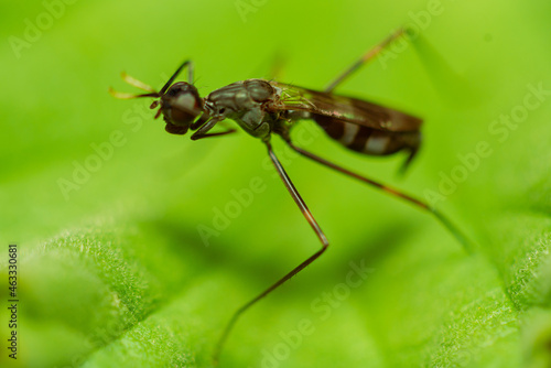 Black Stage Flies (Micropezidae) on green leaves in the morning drinking dew © parianto