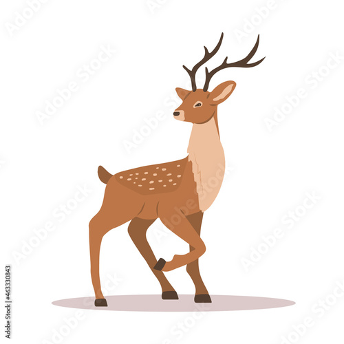 Elegant noble sika deer. Reindeer with antlers on white background. Ruminant mammal animal. Vector illustration in flat cartoon style.