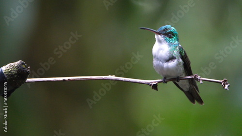 Andean emerald (Amazilia franciae) hummingbird perched on a twig in Mindo, Ecuador photo