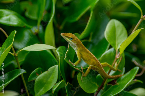 Green Anole in Green Leaves © Tom Ramsey