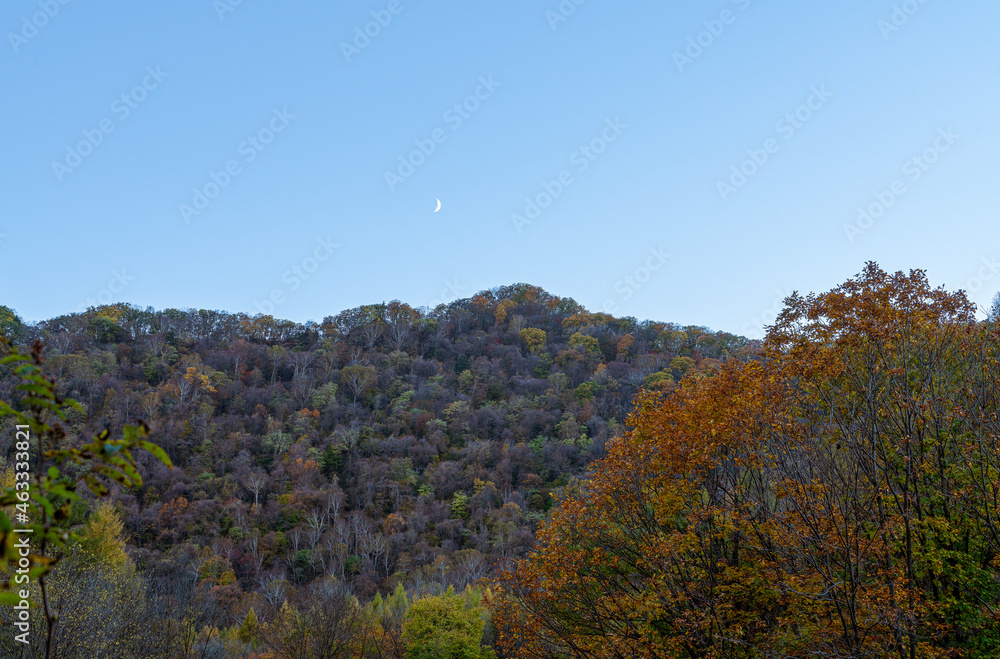 autumn forest in the mountains, moon