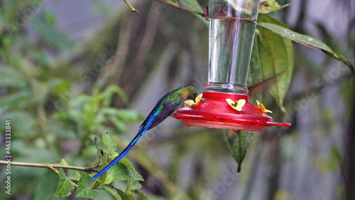 Violet-tailed Sylph (Aglaiocercus colestris) on a hummingbird feeder in Mindo, Ecuador photo