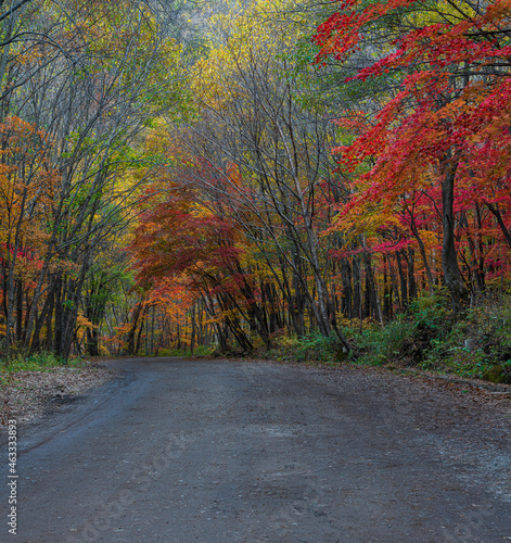 road in forest