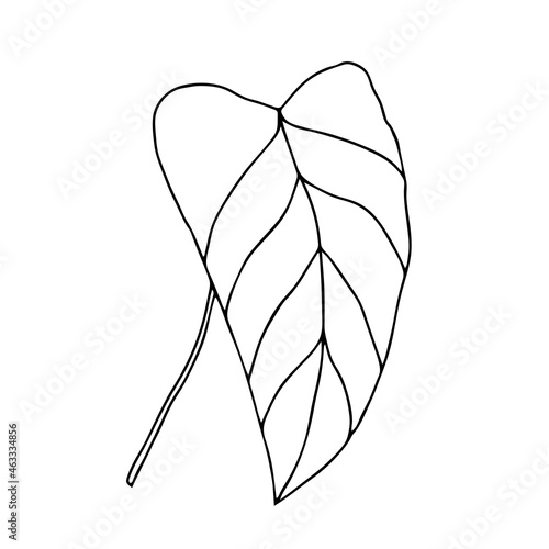 Vector Illustration of a black leaf Philodendron isolated on a white background photo