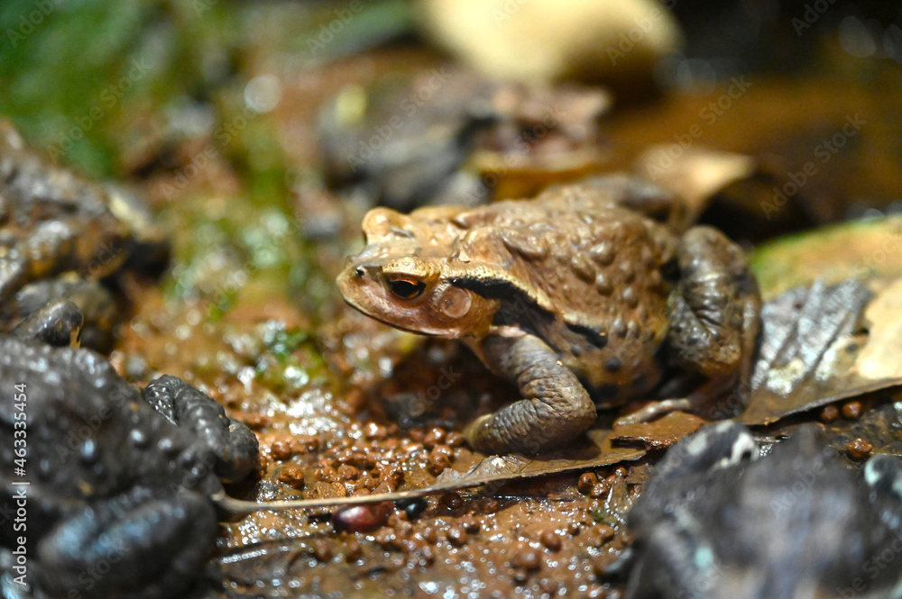 水辺でのんびりくつろぐアズマヒキガエル 水辺でのんびりくつろぐアズマヒキガエル