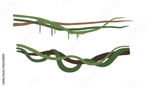 Fotografie, Obraz Climbing and Tangled Liana Long-stemmed Woody Vine Vector Set