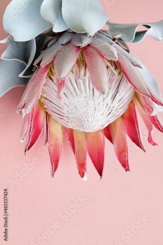 Protea flower close up on pink background. South African light pink King Prot...