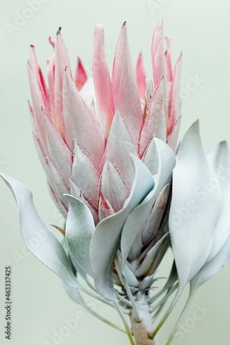 Protea flower close up on blue  background. South African light pink King Pro...