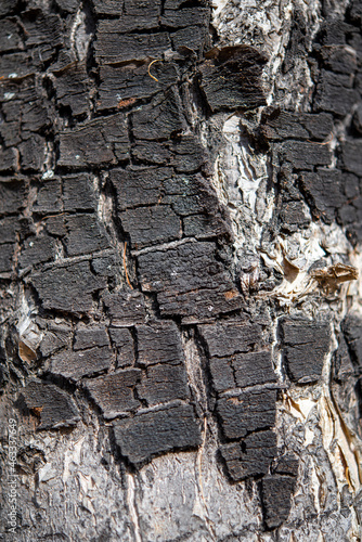 bark of an old tree, background, close-up